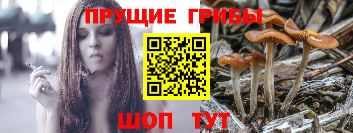 Псилоцибиновые грибы прущие грибы Кириши